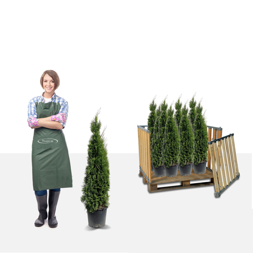 Stor pakke - 40st Tuja Smaragd 110+ cm - Gratis frakt